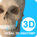 维萨里3D解剖 5.4.6